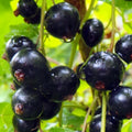 Black Currant Plant Live, Black Curant Bush Live Plant 5-9 Inch Tall, Curant Berry Fruit Tree Well Rooted