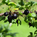 1 Black Velvet Gooseberry Plant Live for Planting, 5-9 Inc Tall, Black Gooseberry Bush Live Plant, Gooseberry Shrub Starter Plant