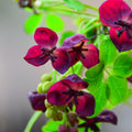 Akebia Quinata Chocolate Vine Perennial Live Plant in 2.5 Inch Pot, Akebia Quinata Plant Live Home Garden