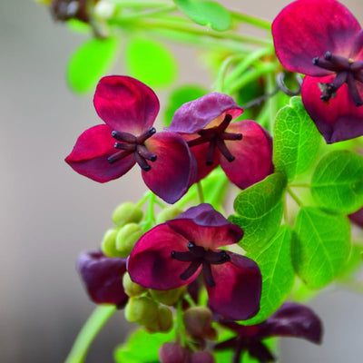Akebia Quinata Chocolate Vine Perennial Live Plant in 2.5 Inch Pot, Akebia Quinata Plant Live Home Garden