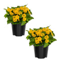 2 Full Yellow Lantana Plants Live Trees, Ready to Bloom, Hardy Long Blooming Seasons, Vibrant Colorful Perennial Fragrant, 5-10" in Tall, Full Sun Growing