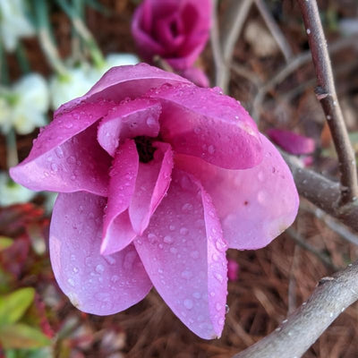 Magnolia Tree Live Plant, Magnolia Flowers Bush, 6-12 Inches Tall, in Pot, Fragrant Magnolia Shrub Ready to Grow (Ann Magnolia)