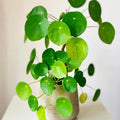 2 Money Plants Live, 5 to 7 Inc in Height, Pilea Peperomioides Plant Live, Money Live Plant