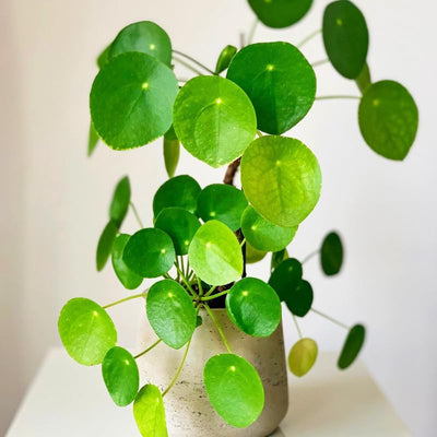 2 Money Plants Live, 5 to 7 Inc in Height, Pilea Peperomioides Plant Live, Money Live Plant