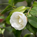Camellia Plant Live, Camellia Japonica Plant, 10-12" Tall, 4" Pot, Hardy Flowering Shrub for Outdoor Landscaping (White Camellia)
