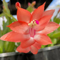 Orange Christmas Cactus Plants Live in 2 Inch Pot, Vibrant Christmas Cactus Blooms, Perennial Holiday Cactus Plant Flower Succulent Houseplant
