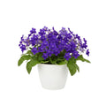 Streptocarpus Plant Live, Ladyslipper Primrose Flowering Houseplant in 3.25 Inch Pot, Indoor Blooming Plants for Planting, 4-8 Inches