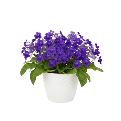 Streptocarpus Plant Live, Ladyslipper Primrose Flowering Houseplant in 3.25 Inch Pot, Indoor Blooming Plants for Planting, 4-8 Inches