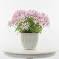 Geranium Plants Live, Variegated Geranium Live Plants from 4 to 6 Inches Tall, Bright Flowers Bush for Outdoor Garden