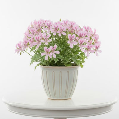 Geranium Plants Live, Variegated Geranium Live Plants from 4 to 6 Inches Tall, Bright Flowers Bush for Outdoor Garden
