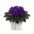 Purple African Violets Live Plants in Pots, Live African Violet Plants House Plant for Indoor Outdoor Décor, 4" Pot, Well-Rooted and Year-Round Blooming