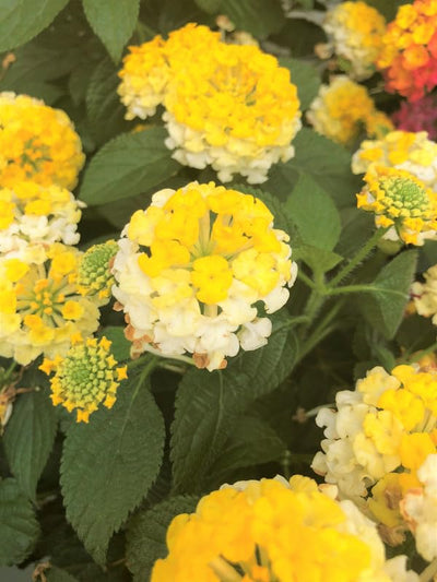 2 Lantana Plants Live, Lantana Live Plants for Planting Outdoors, Perennial Plants, Well Rooted, Yellow Lantana