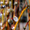 10Pcs Pussy Willow Cuttings for Growing 8-12 Inch Tall, Willow Plant Live for Planting