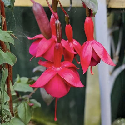 Red Fuchsia Plants Live, Fuchsia Plants, 3 to 5" Tall Starter Plug, Hardy Perennial Flowers Plant for Planting, Hanging Basket, Colorful Plant