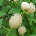 Snow BlackBerry Plant Live for Planting 5 to 9 Inch Tall, Thornless BlackBerry Bush Live Plant to Grow