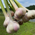 1/2 LB White Garlic Bulbs for Planting in Fall, High Yield Hardneck Garlic Cloves Seeds, Fresh, Cold Hardy and Fast Growing, Various Varieties
