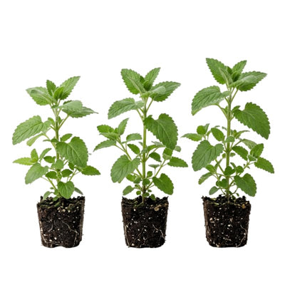 Set 3 Live Catnip Plants, 4-6 Inch Tall Starter Herbs, No Pot, Catnip Plant in Soil for Planting, Easy to Grow Indoor Outdoor Herb Garden Plant