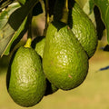HASS Avocado Plant Live 6-10 Inches Tall, 4 Inc Pot, Well-Rooted Avocado Tree Starter for Home Garden and Containers