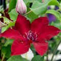 Clematis Vine Plant Live for Planting, Clematis Plants Live, 4 to 6 Inch Tall, 2.5 Inc Pot Well Rooted, Clematis Seeds Perennial, Red Clematis