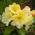 1-2 Ft Yellow Rhododendron Plants Live, Azalea Rhododendron Bush Shrubs in 1 Gallon Pot for Planting, Azalea Bush Ready Plant, Live Rhododendron Plant Azalea