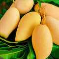 Grafted Mango Tree Live Plant, 14-18 Inch Tall, Mango Plant Live for Outdoor Planting, in Pot, Well-Rooted Tropical Fruit Tree