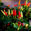 Red White Pepper Plant Live in 2.5 Inch Pot for Planting Outdoor