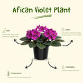African Violet Live Plant in 4 Inch Pot, Flowering Houseplant, Easy Care Indoor Plant with Vibrant Blooms (Bright African Violet)