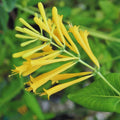 Yellow Climbing Honeysuckle Plant Live, Fragrant Honeysuckle Plants Vine Bushes in 2.5 Inch Pot