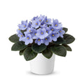 Light Blue African Violets Live Plants in Pots, Live African Violet Plants House Plant for Indoor Outdoor Décor, 4" Pot, Well-Rooted and Year-Round Blooming