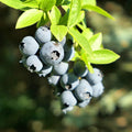 Blueberry Bushes Live Plant, 8-15 Inch Tall, Sweet Blueberry Plant Live for Planting, Berries Fruit Trees Live Plants (North Blueberry Plant)