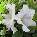 White Reblooming Azalea Rhododendron Plant Live in 4 Inch Pot, Azalea Rhododendron Bush Shrub, Bloom in Spring, Late Summer, Fall Rebloom