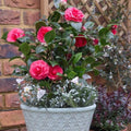 9 Months Old Camellia Tree Live Plant, Camellias Plants Shrub, Large Flower Well-Rooted in Pot, Indoor Outdoor, Cold Hardy (Pink)