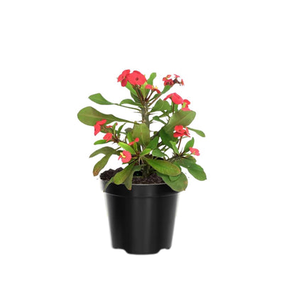 Assorted Euphorbia Crown of Thorns Live Plant, Hardy Perennial Succulent Indoor Outdoor Planting in 4 Inch Pot (Red Blooms)