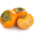 Persimmon Tree Seedling, Fruit Tree, 1-2 Ft Tall