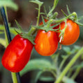 San Marzano Tomato Plant Live in 4" Pot, 4-6 Inch Tall Starter Plant, Live Tomato Seedlings for Garden and Container Growing