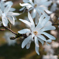 Magnolia Tree Live Plant, Magnolia Flowers Bush, 6-12 Inches Tall, in Pot, Fragrant Magnolia Shrub Ready to Grow (Star Magnolia)