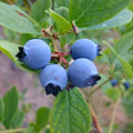 Outdoor Blueberry Plant Live for Planting, Blueberry Bushes for Planting, 4"-7" Cold Hardy Blueberries Southern Highbush