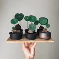 Stephania Cephalantha Bulb Size 3 to 3.5" Wide, Large Size for Fast Growing Stephania Plant Indoor Outdoor, Erecta Caudex Like, Rare Succulent Houseplant
