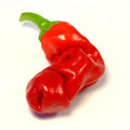 Hot Peter Pepper Plant Live in 2.5 Inch Pot for Planting Outdoor