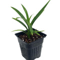 1 Pandan Leaf Plants Herb for Planting Indoor Outdoor Perennial Ornament Vegetable Pandan 5-7 Inches in Tall