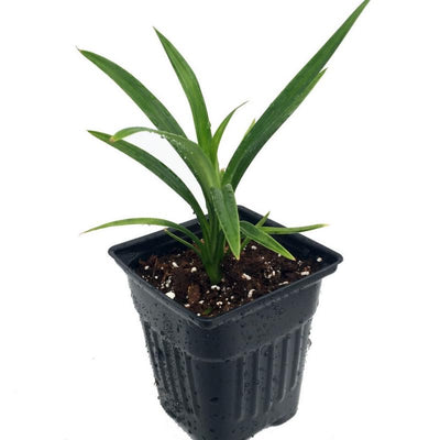1 Pandan Leaf Plants Herb for Planting Indoor Outdoor Perennial Ornament Vegetable Pandan 5-7 Inches in Tall