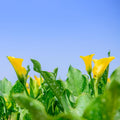 Yellow Calla Lily Bulb for Planting, Calla Lily Plant Bulb, Calla Lily Flower Bulb, Giant Calla Lilies Flowers Bulb Planting in Spring