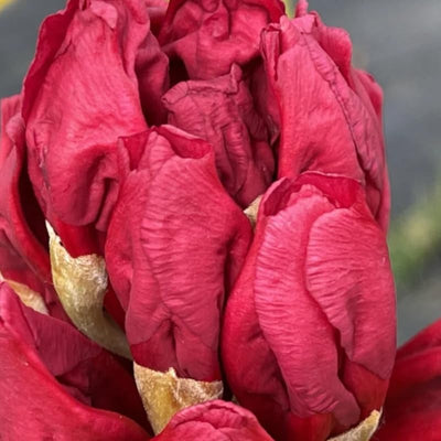 Big 1 Gallon Red Rhododendron Plants Live, 1-3 Years Old Azalea Plants Live Shrubs Bushes for Planting, Very Well Rooted