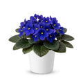 Blue African Violets Live Plants in Pots, Live African Violet Plants House Plant for Indoor Outdoor Décor, 4" Pot, Well-Rooted and Year-Round Blooming