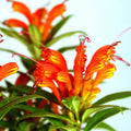Yellow Lipstick Plans Live Houseplants in Pot, Aeschynanthus Yellow-Orange Flower Vine Décor Office, Desk Indoor Outdoor Growing