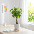 Money Tree, Potted Money Tree Live, 6-10 Inc Tall, Dense Green Foliage, Indoor Houseplant for Modern Home Decor, Easy Care Desk and Living Room Plant