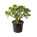 Jade Live Plant in 4" Pot, Crassula Succulents Plant, Compact Succulent Plants Live, 4-7 Inches Tall for Indoor Houseplant