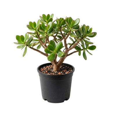 Jade Live Plant in 4" Pot, Crassula Succulents Plant, Compact Succulent Plants Live, 4-7 Inches Tall for Indoor Houseplant