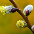 10 Pussy Willow Cuttings 8-12 Inches Height, Willow Plant Live for Planting Your Garden