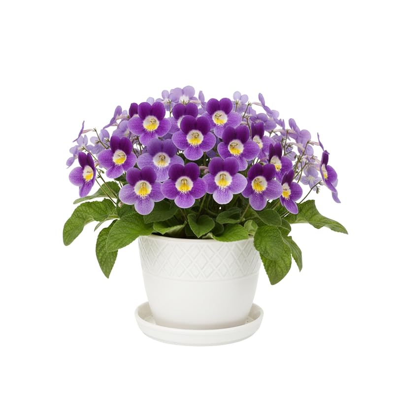 Streptocarpus Plant Live, Ladyslipper Primrose Flowering Houseplant in 3.25 Inch Pot, Indoor Blooming Plants for Planting, 4-8 Inches